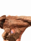 Schleich 2017 Triceratops Figure Prehistoric Dinosaur 15000 Jurassic Toy