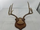 Whitetail Deer Antlers Wall Mount Plaque Taxidermy Rack 6 Point