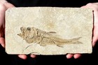 Top Quality Very Detailed Fossil Dapalis Fish From France- Great Bone Structure 