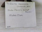A Beautiful Fluted Clam Shell Tridacna Squamoma Nine  9  Inches 