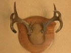 Vintage Whitetail Deer Antler Mount On Plaque Taxidermy 8 Point Cabin Decor