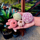 Large Sea Urchin Seashells Rare Real Beach Aquarium Home Decor 4 Pack 1 5-5  In