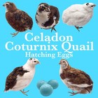 100  Celadon Blue Coturnix Quail Hatching Eggs - Tuxedo  White  Red Range   More