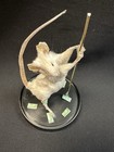 Taxidermy Mouse Stripper Mouse Oddities Curiosities Taxidermy Art