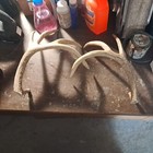 Great 11 Point Whitetail Deer Shed Antlers Horns Taxidermy Mount Man Cave Rack