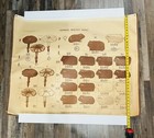 Rare Lot Of 5 Denoyer-geppert Biology Series Posters - 1940   s - 36x44 Inches