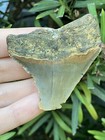 Natural Beautiful 2 33    Megalodon Tooth Fossil Shark Teeth