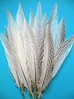 Natural Silver Pheasant Tail Feathers 4-30   halloween bridal mardi-gras crafts 