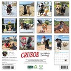 Crusoe The Celebrity Dachshund 2026 12  X 12  Wall Calendar  free Shipping 