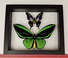 Real Framed Butterfly Green  Purple Double Glass Size 6 5 x7 5  Inches 