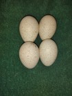 6 Narragansett Turkey Hatching Eggs