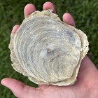 Rare Paired 4 5    Fossil Oyster Shell Pliocene From Va Chesepectan  Megalodon Era