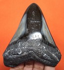 Megalodon Shark Tooth - Shark Teeth Real Fossil -3 56     No Restorations