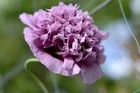 Poppy Frilly English Purple - 25 Seeds - Organic-heirloom - Attracts Butterflies