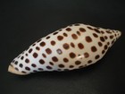 Rarely Seen Beauty   scaphella Junonia 121 4mm 4 3 4   key West Florida Seashell
