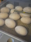 Sebastopol Purebred Fully Curly Goose   3  Hatching Eggs Whites    All Colors