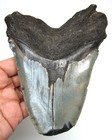 Megalodon Shark Tooth - 5 33    Real Fossil - Huge Shark Teeth - No Restorations