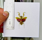 Real Mantis Taxidermy Insects Bugs Artwork Decor Collections Entomology Gift