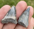 X2 Florida Great White Shark Teeth 1 18-1 2    Fossils