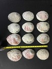 Wholesale 1dz  12 Pcs  Red Green Abalone Shell One Side Polished  Size 4  - 5  