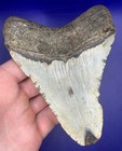 4 53    Nc Ledge Megalodon Shark Tooth Fossil Real Shark Teeth
