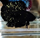 Avatar Black Gold Stardust Hmpk Live Betta Fish Male M13 Imported From Thailand