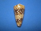 Conus Victor  broderip  1842   beautiful    35 9mm 