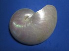  pearled Nautilus  Half  Beautiful    6 7 Inches 