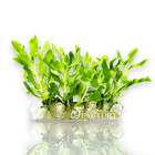 Hygrophila Difformis Vitro Culture