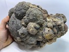 22lb Canyon Rim Thunder Egg Madras Oregon Lapidary Rough  Uncut Thunder Egg