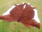 Big   New Hereford Brown Cowhide Rug Natural Cowhides Cow Hide Skin 6x6 Feet Whr