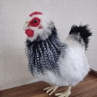 Hansa Hansa Chicken Real Plush Toy Approximately 25cm Animal  e5a3b8