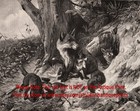 Fox Family With Playful Kits Cubs Near Den  Large 1890s Antique Print
