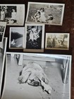 86 Vintage Dog Cat Photos Lot Puppies Kittens Pets Snapshots Found Photographs