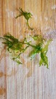Live Subwassertang     Fresh Aquarium Moss     Shrimp Safe     Easy Low Light Plant