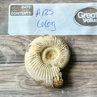 Whole Polished White Ammonite Fossil
