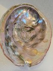 Large Natural Ablone Shell- Red Abalone Iridescent Mother Of Pearl 8   x6   