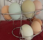 12 Fertile Hatching Chicken Eggs - Beautiful Barnyard Mix
