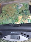 Green Holigraphic Butterfly Seqins Confetti 3 7oz Approx 1600pcs New 