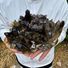 5 5lb Natural Smoky Black Quartz Cluster Crystal Mineral Specimen