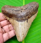 Megalodon Shark Tooth - Real Fossil Shark Teeth - 3 84    No Restorations Meg