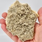 Ruck s Pit Calcite Clam Fossil - Mercenaria Permagna - Ft  Drum  Florida