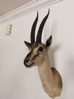 Vintage African Gazelle Taxidermy Shoulder Mount 
