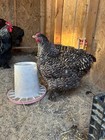 Dozen Lf  giant Cochin Hatching Eggs