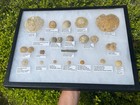 Echinoid Fossil Sea Urchin Huge Collection Labeled Sand Dollars Lot Display Case