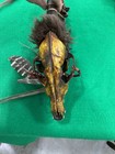 Native American Made lakota  Decorative War Club W  Animal Skull Head  Feathers
