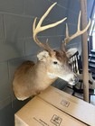 White Tail Deer Shoulder Mount Buck Peak Condition Easy To Put On A Wall