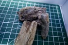 Petrified Wood   Raw Bundle Of Samples   Canada  Alberta   4 Gems rocks 