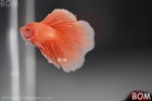 Live Betta Male Coral Orange Pastel Halfmoon Hm   Bom349