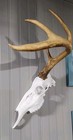 European Deer Half Skull Replica Mount With Hanger Whitetaill Mule Deer  Hanger